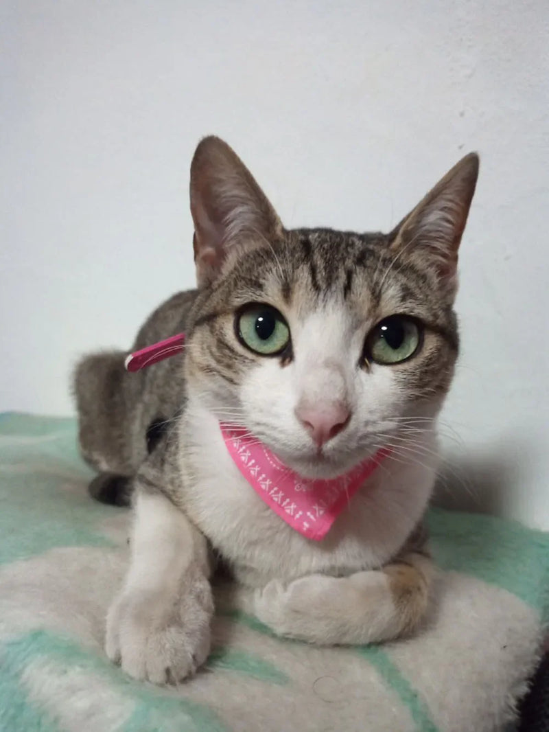 Cera scarf for cat