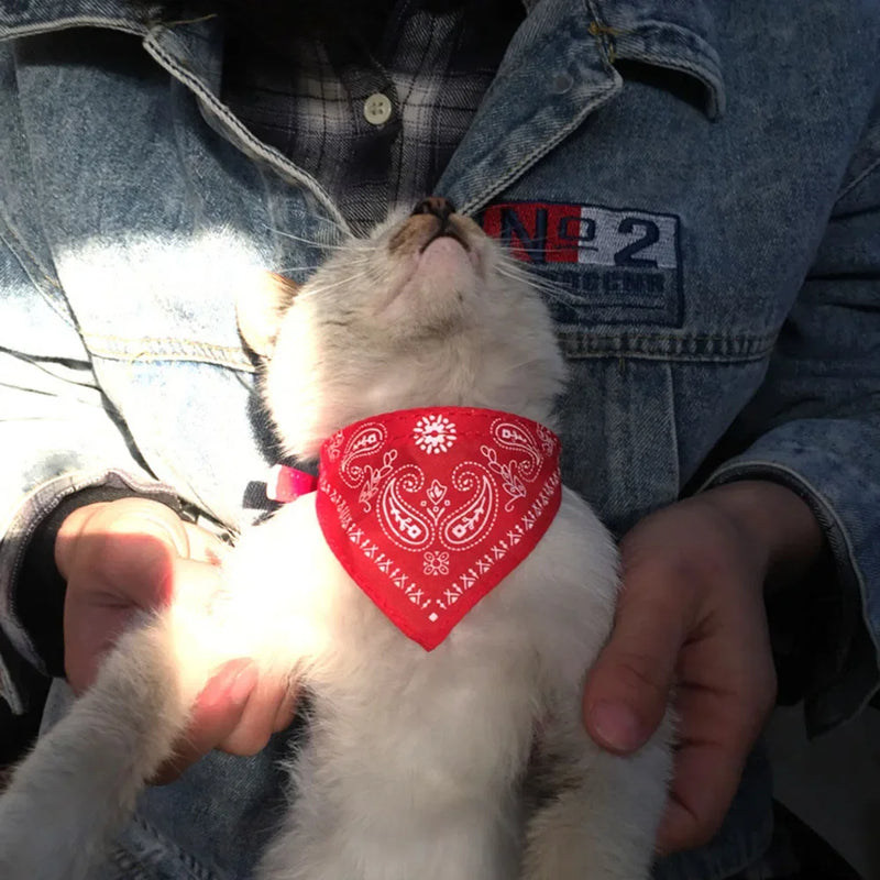 Cera scarf for cat