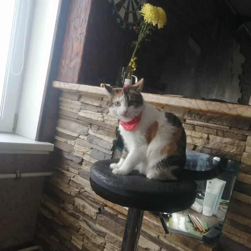 Cera scarf for cat