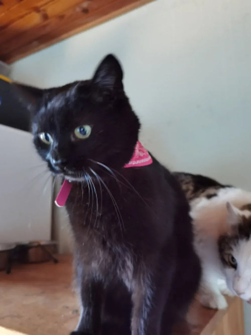 Cera scarf for cat