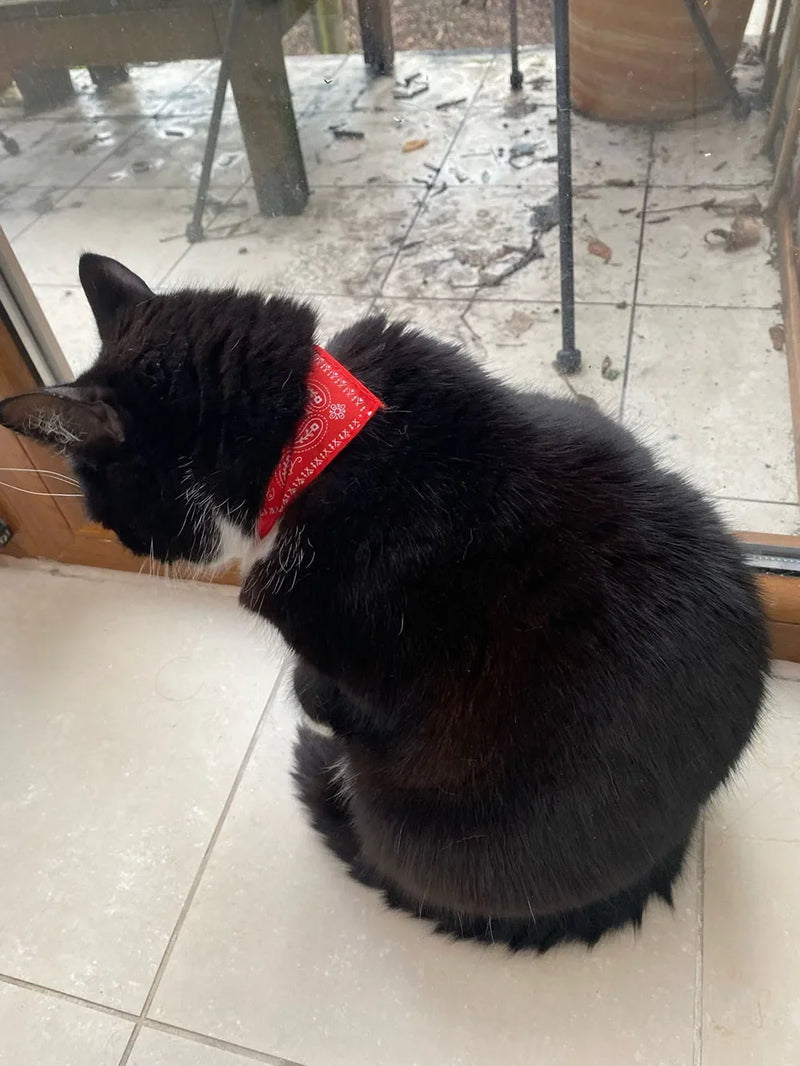 Cera scarf for cat
