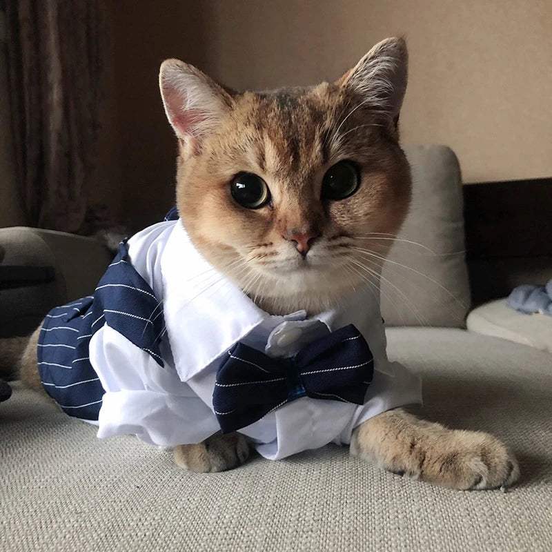 Suit Party