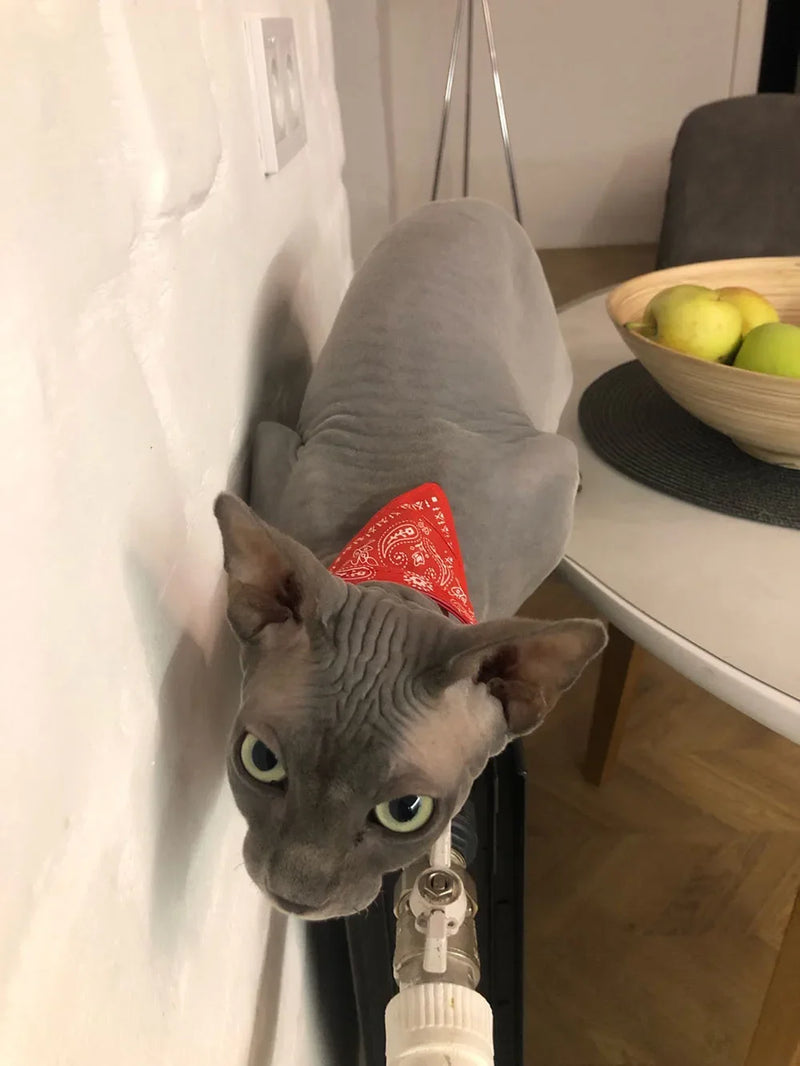 Cera scarf for cat