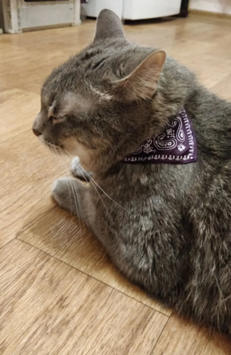 Cera scarf for cat