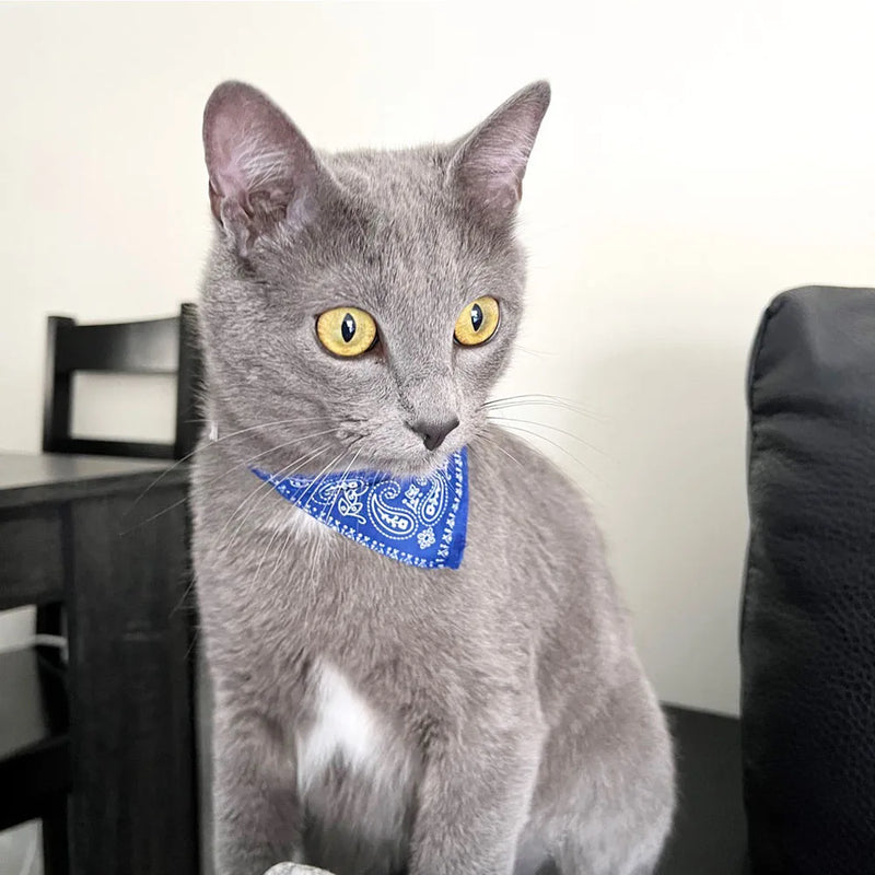 Cera scarf for cat