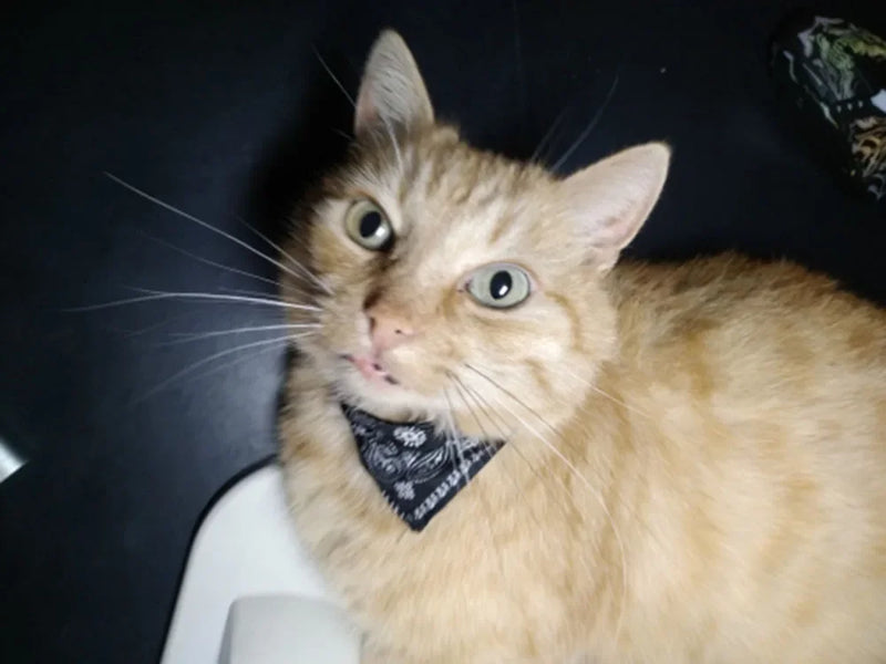 Cera scarf for cat