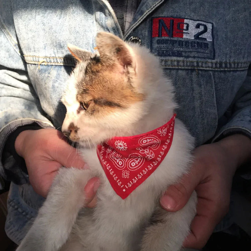Cera scarf for cat