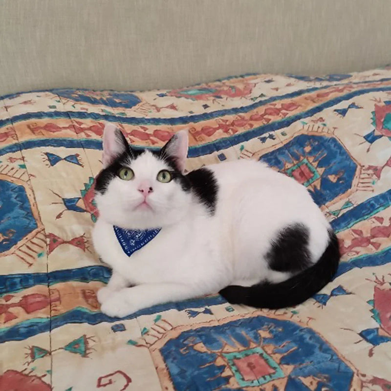 Cera scarf for cat