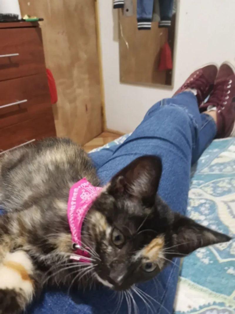 Cera scarf for cat