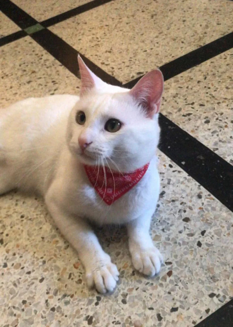 Cera scarf for cat