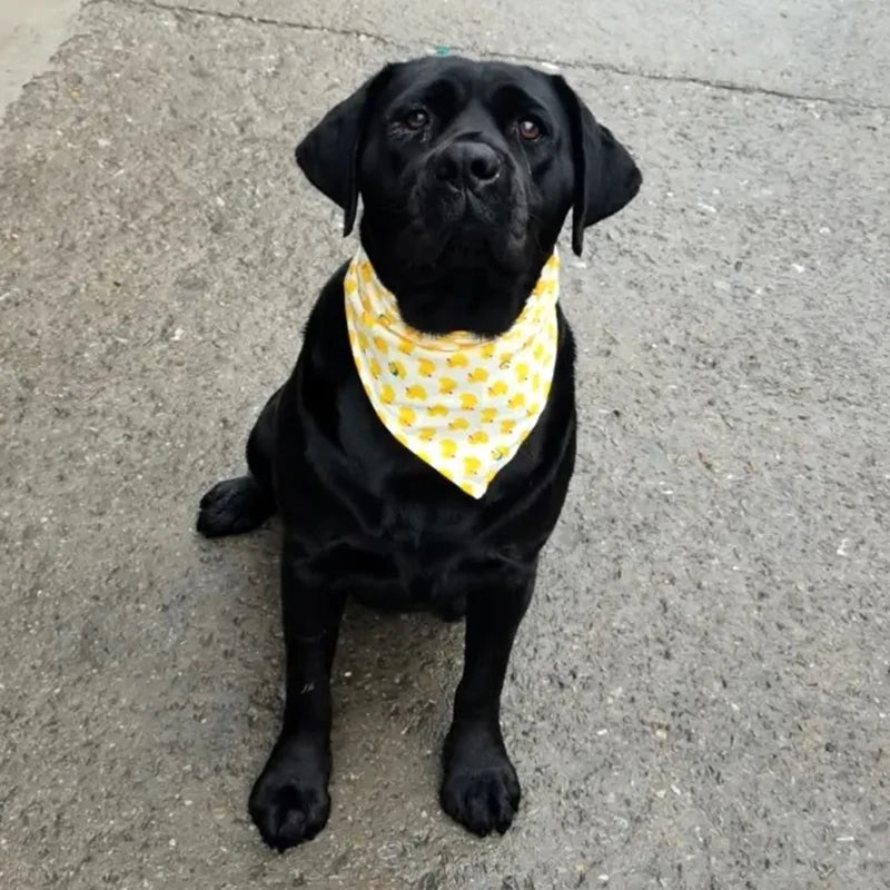 Swera Bandana