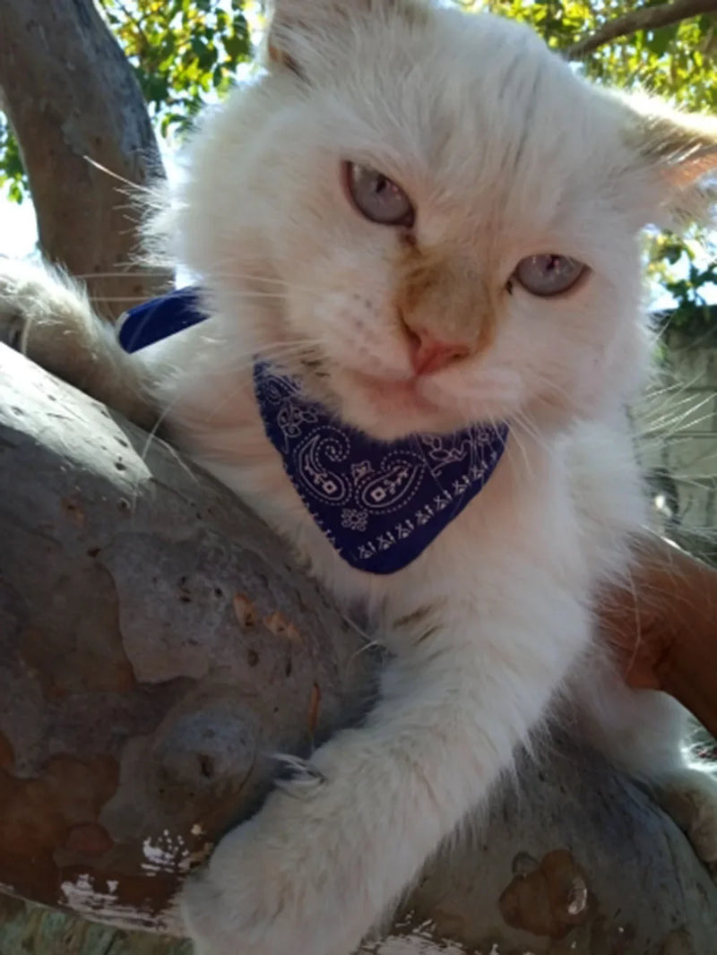Cera scarf for cat