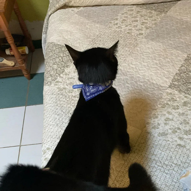 Cera scarf for cat