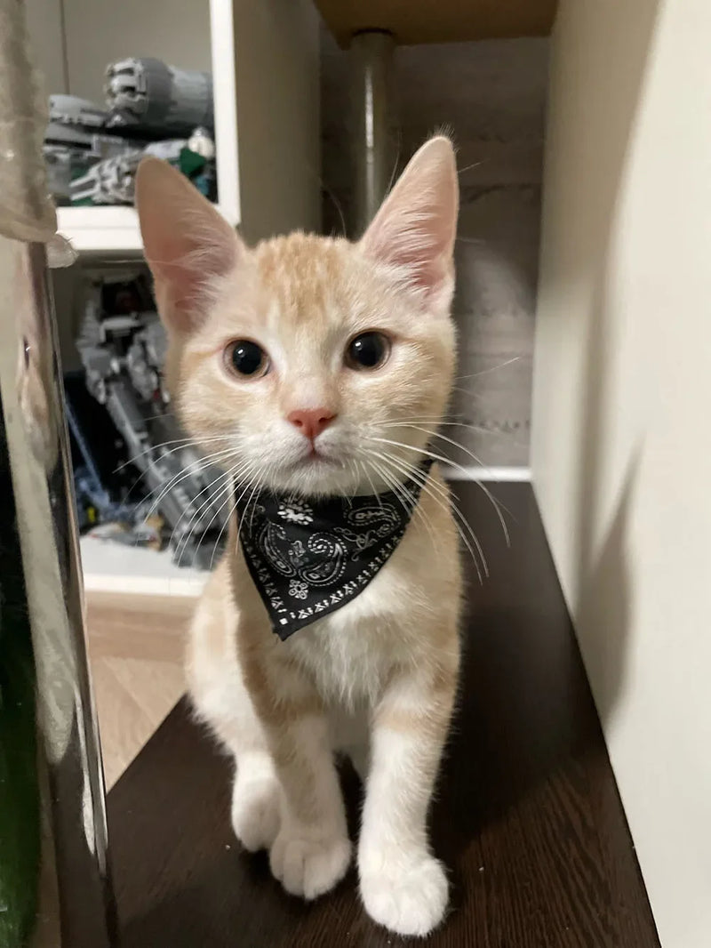 Cera scarf for cat