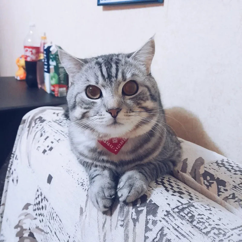 Cera scarf for cat