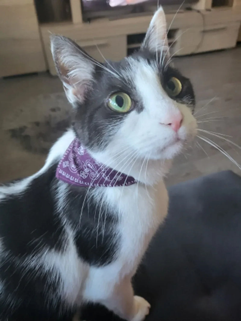 Cera scarf for cat