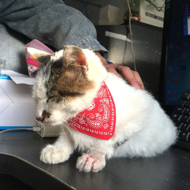 Cera scarf for cat