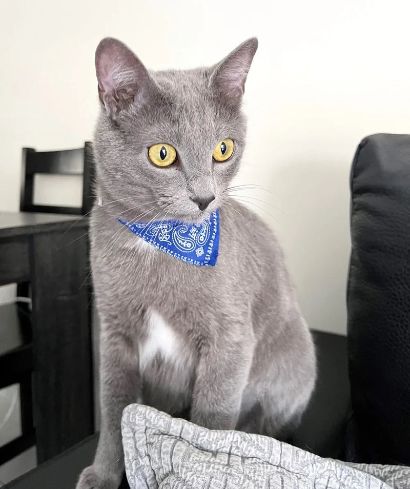 Cera scarf for cat