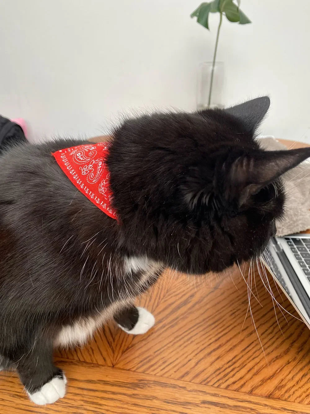 Cera scarf for cat