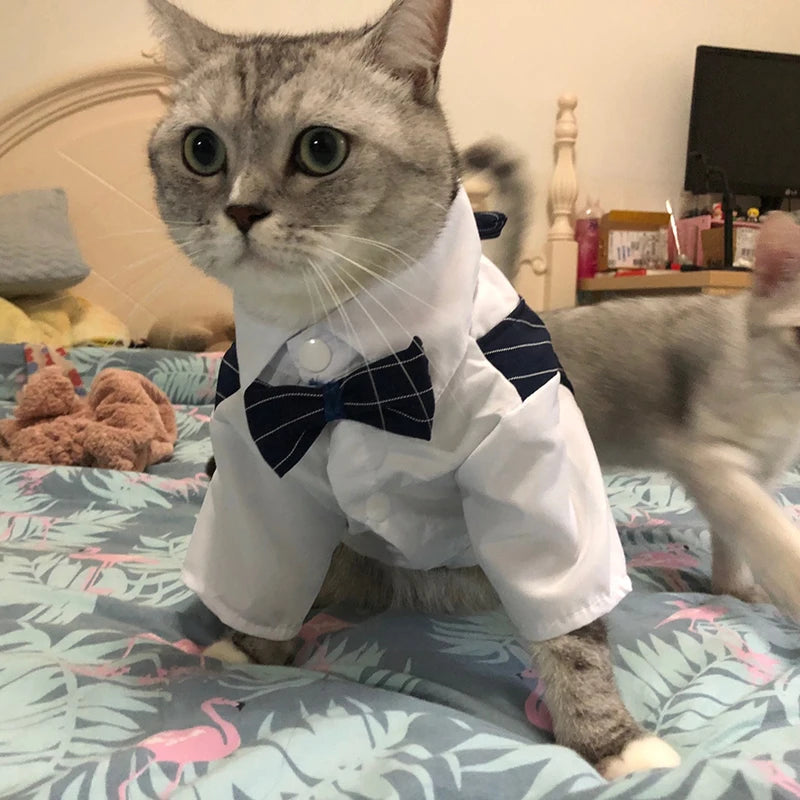 Suit Party