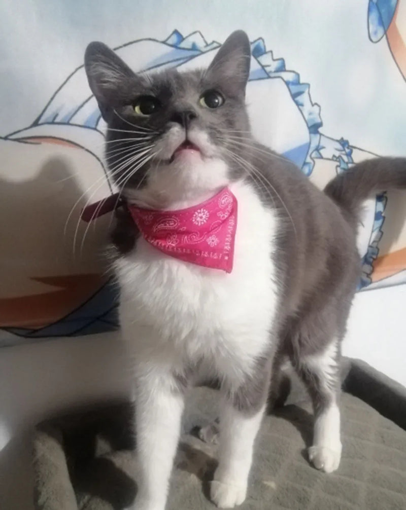 Cera scarf for cat