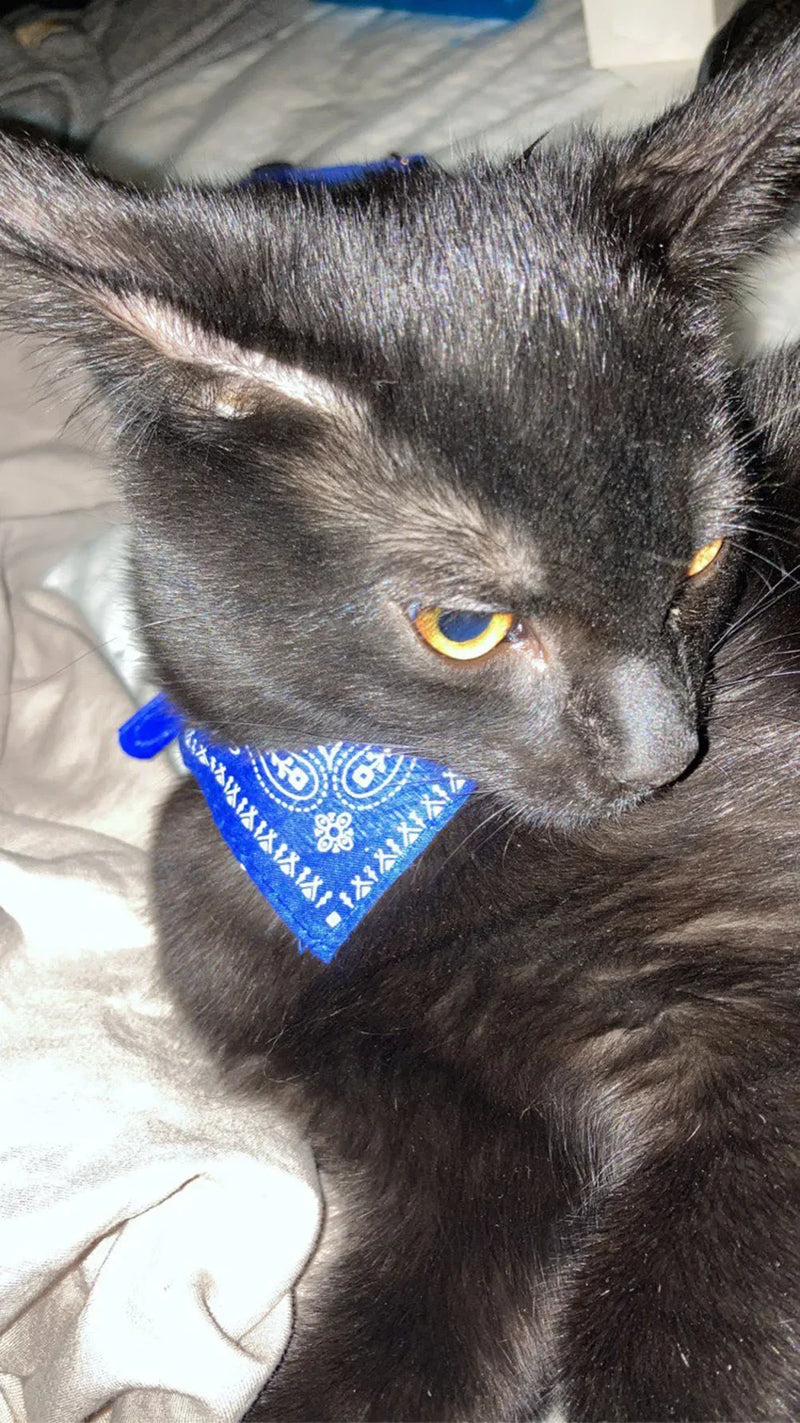 Cera scarf for cat