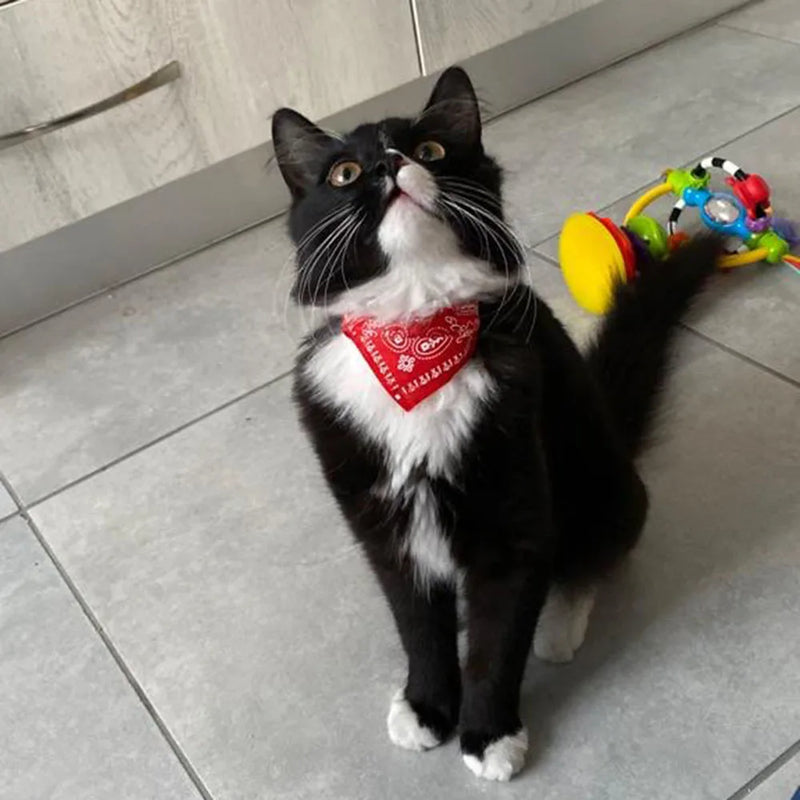 Cera scarf for cat