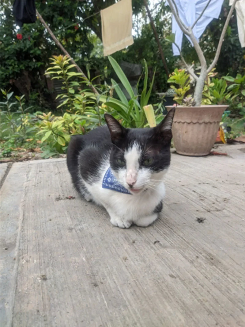 Cera scarf for cat
