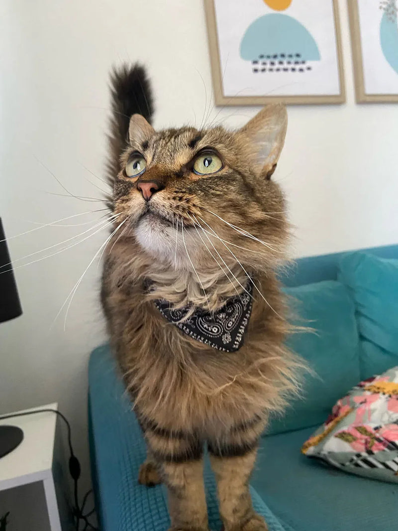 Cera scarf for cat